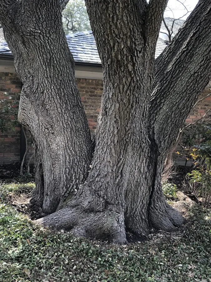 Mature heritage tree close to a Petersburg property cared for by certified arborists